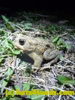 /home//u458753944/public_html/sourcegallery//Roxborough Toad Detour/2013/2013-04-09/P1120072.JPG